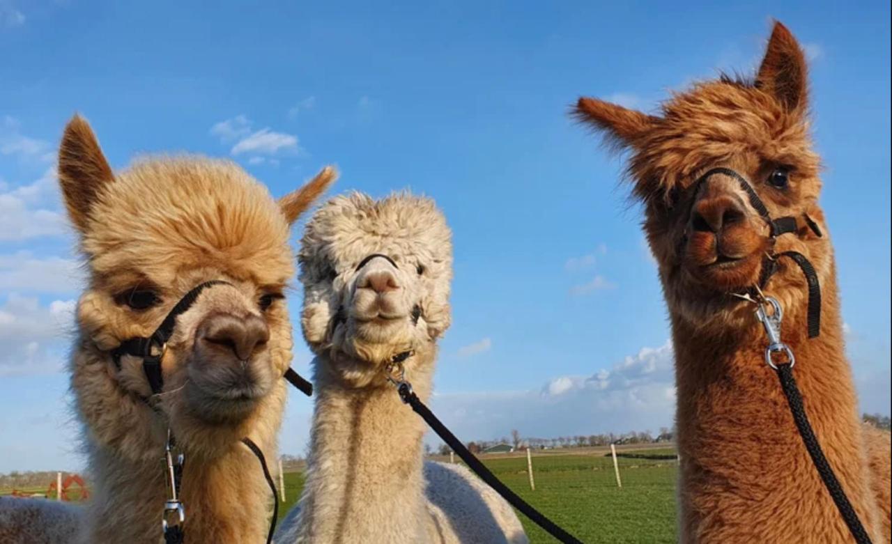 Vakantieboerderij Huize Nuis Noordbeemster Bagian luar foto