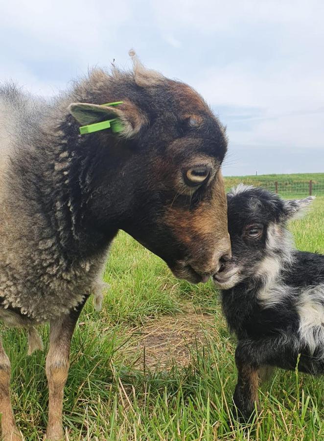 Vakantieboerderij Huize Nuis Noordbeemster Bagian luar foto